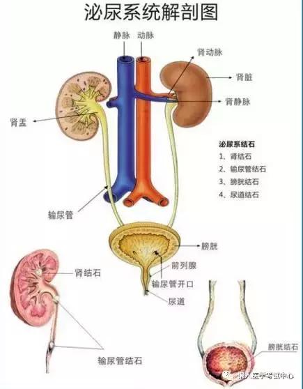 「解剖歌诀」害怕解剖学的小伙伴，3天搞定就行了！