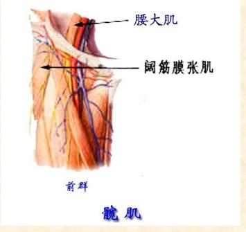 下肢骨骼肌解剖图谱（珍贵资料）