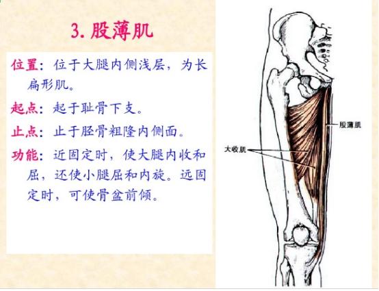 下肢骨骼肌解剖图谱（珍贵资料）