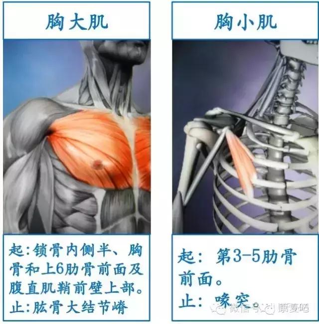 精美3D骨骼肌解剖图谱（珍贵资料）