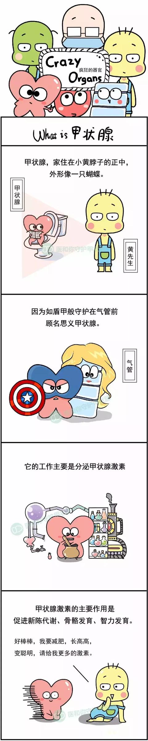 漫画——甲状腺及其江湖