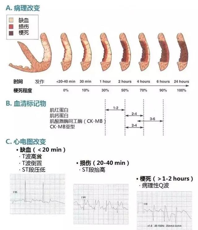 心血管系统——10分钟搞定！