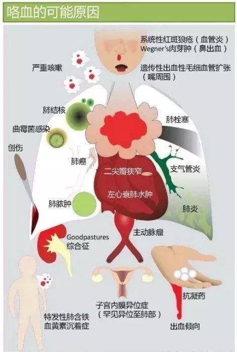 心血管系统——10分钟搞定！