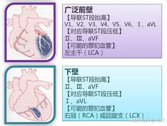 心血管系统——10分钟搞定！