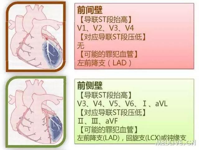 心血管系统——10分钟搞定！