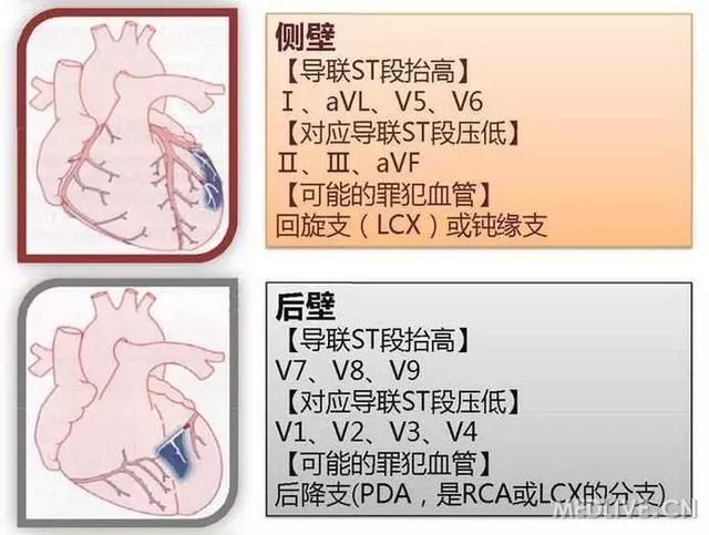 心血管系统——10分钟搞定！