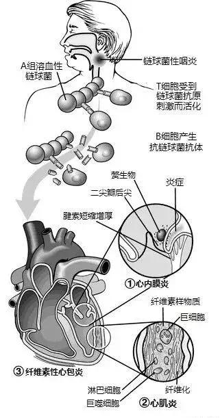 心血管系统——10分钟搞定！
