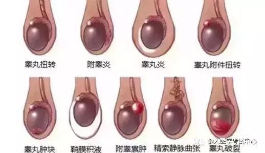 「医学美图」泌尿系统——10分钟搞定